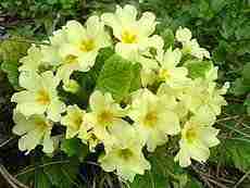 Grappa Con Fiori Di Primula Ricetta