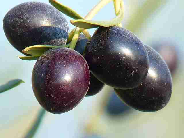 Grappa Dolce alle Olive Ricetta