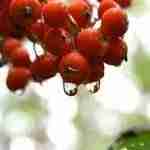 Liquore con Frutti di Sorbo Ricetta.