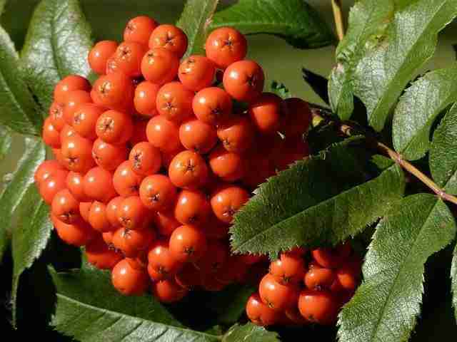 Liquore con Frutti di Sorbo Ricetta