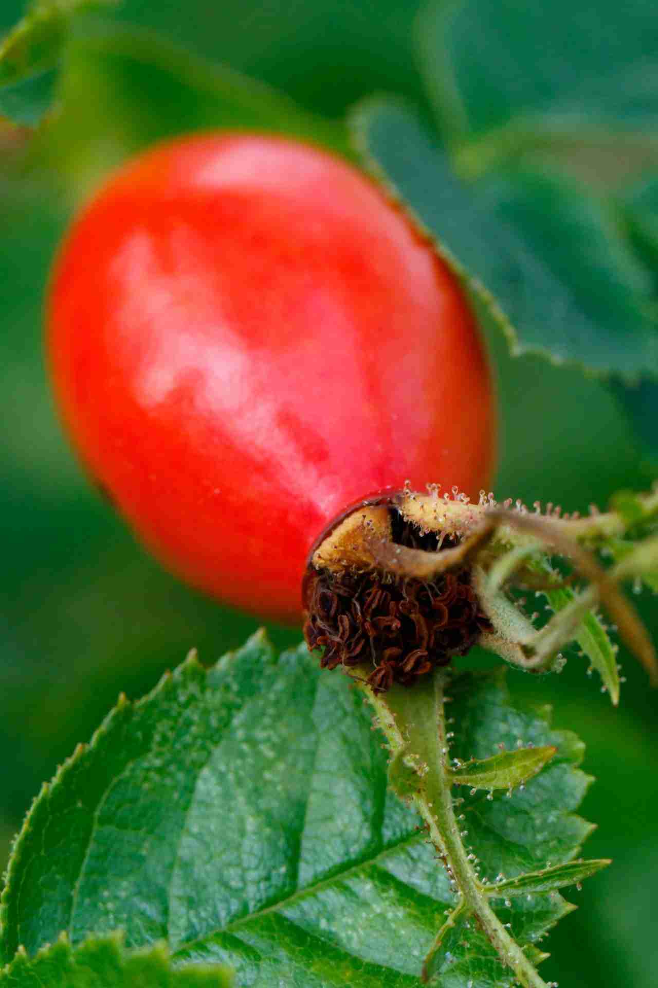 Ricetta grappa alla rosa canina