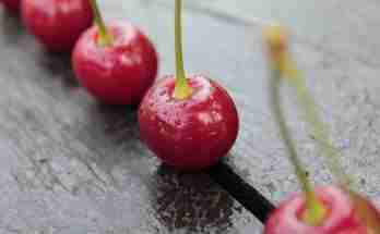 Sciroppo di amarene ricetta