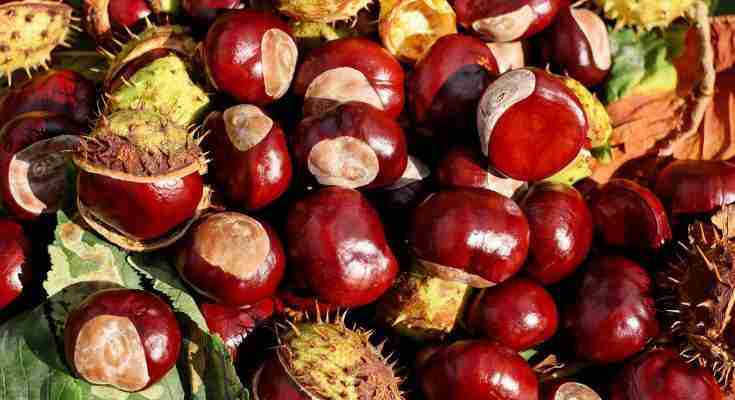 Confettura di marroni castagne ricetta
