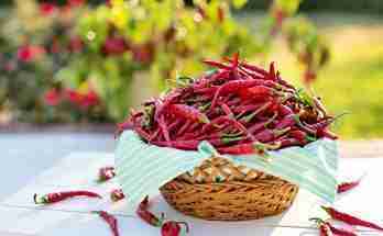 Salsa messicana piccante ricetta
