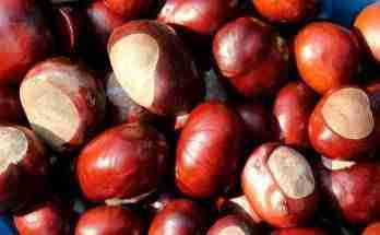 Marroni sciroppati ricetta
