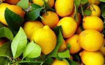 Flip al limone cocktail ricetta