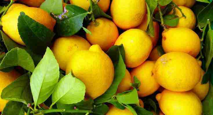 Flip al limone cocktail ricetta