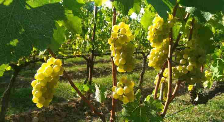 Franciacorta Bellavista Grande Cuvée Alma Brut