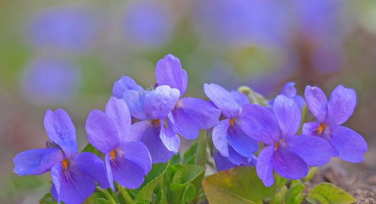 Elisir di violetta ricetta di nonna Tullia