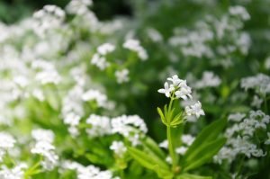 Grappa all'asperula ricetta fatta a casa